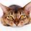 Antihelmintic pentru pisici: simptome, efecte și tratamente