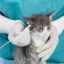 Ciuperca la pisici: tipuri, căi de infecție, simptome, tratament
