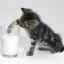 Lapte praf pentru pisici