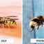 Care sunt diferențele dintre albine și viespi