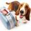 Pașaport veterinar pentru câini