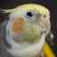Totul despre cele mai sociabile păsări de curte - papagalii cockatiel